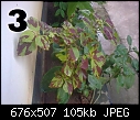Urgent Help Needed Identification Of Unknown Plants-image3039.jpg