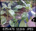 Urgent Help Needed Identification Of Unknown Plants-image3041.jpg
