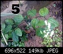 Urgent Help Needed Identification Of Unknown Plants-image3044.jpg