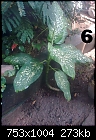 Urgent Help Needed Identification Of Unknown Plants-image3045.jpg