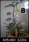 Urgent Help Needed Identification Of Unknown Plants-image3048.jpg