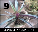 Urgent Help Needed Identification Of Unknown Plants-image3049.jpg