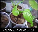 Urgent Help Needed Identification Of Unknown Plants-dsc00020.jpg