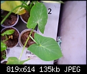 Urgent Help Needed Identification Of Unknown Plants-dsc00021.jpg