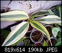 Urgent Help Needed Identification Of Unknown Plants-dsc00025.jpg