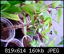 Urgent Help Needed Identification Of Unknown Plants-dsc00026.jpg