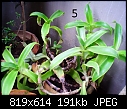 Urgent Help Needed Identification Of Unknown Plants-dsc00028.jpg
