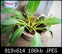 Urgent Help Needed Identification Of Unknown Plants-dsc00032.jpg