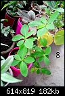 Urgent Help Needed Identification Of Unknown Plants-dsc00036.jpg