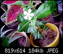 Urgent Help Needed Identification Of Unknown Plants-dsc00039.jpg