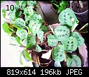 Urgent Help Needed Identification Of Unknown Plants-dsc00040.jpg