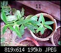 Urgent Help Needed Identification Of Unknown Plants-dsc00046.jpg