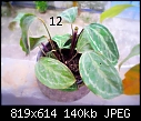 Urgent Help Needed Identification Of Unknown Plants-dsc00052.jpg