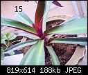 Urgent Help Needed Identification Of Unknown Plants-dsc00057.jpg
