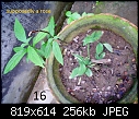 Urgent Help Needed Identification Of Unknown Plants-dsc00074.jpg