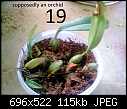 Urgent Help Needed Identification Of Unknown Plants-image3047.jpg