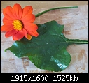 Plant identification-img_0828ss.jpg
