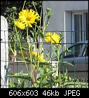 Plant identification-img_0823s.jpg