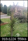 Palm tree help..-img_2178.jpg