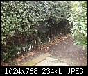 Large Holly Hedge pushing over low wall-back-hedge.jpg