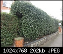 Large Holly Hedge pushing over low wall-holly-hedge.jpg