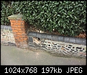 Large Holly Hedge pushing over low wall-wall-damage.jpg
