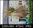 Dying 'Palm' tree ?-dscf1782.jpg