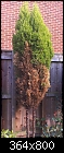 What Can I Do To Help My Conifer? (Pic attached)-connifer.jpg