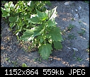 Click image for larger version

Name:	unk_plant.JPG
Views:	119
Size:	559.0 KB
ID:	14142