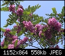identification please-unk_blossom.jpg