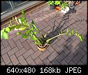 Help identify this houseplant I've had three years-img_2142.jpg