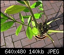 Help identify this houseplant I've had three years-img_2143.jpg
