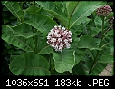 Click image for larger version

Name:	plant flower.JPG
Views:	282
Size:	183.1 KB
ID:	14282