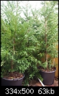 What type of conifer is this?  Photo attached...-conifer.jpg