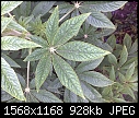 Identify Plant-1.jpg