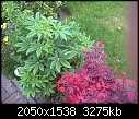 Identify Plant-2.jpg