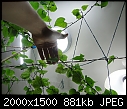 Moonflower vine mutation. Help!-dsc01306small.jpg