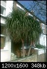 Pruning Large Palms-image000.jpg