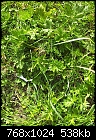 Help identifying these 3 plants/weeds-2012-04-15-15.50.24.jpg