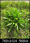 Help identifying these 3 plants/weeds-2012-04-15-15.50.46.jpg