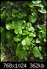 Help identifying these 3 plants/weeds-2012-04-15-15.54.13.jpg