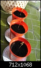 Oak seedlings-img_0036.jpg
