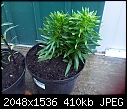 help identifiying these plants !-slough-20120604-00269.jpg