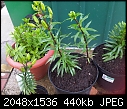 help identifiying these plants !-slough-20120604-00270.jpg