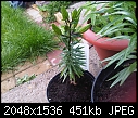 help identifiying these plants !-slough-20120604-00271.jpg