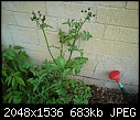 Is this a weed?-dsc00968.jpg