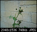 Is this a weed?-dsc00967.jpg