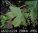 Help identify Delphinium disease-copy-delph-1-leaf.jpg