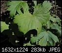 Help identify Delphinium disease-copy-delph-2-leaf.jpg