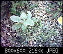 Mystery plant-plant-3.jpg